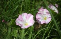 Great Bindweed: Click to enlarge